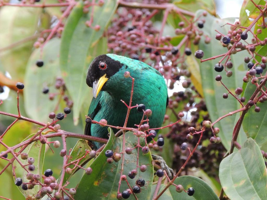 Yatama Rainforest *
