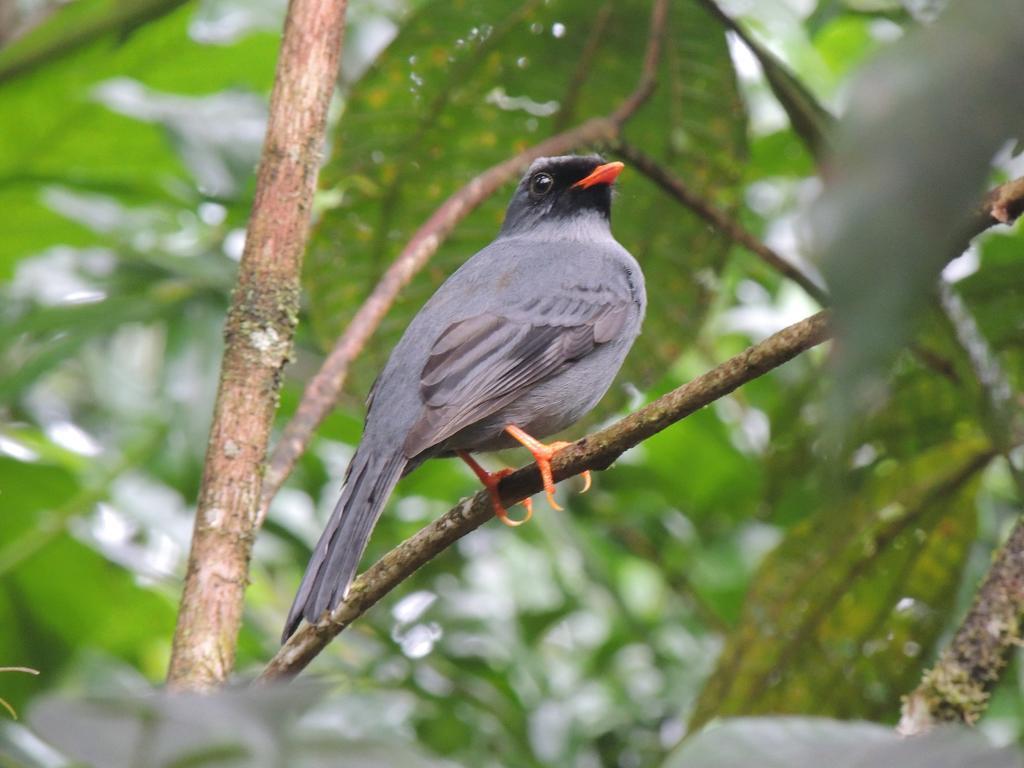 Yatama Rainforest *