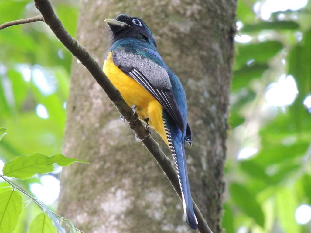 Yatama Rainforest Sarapiqui
